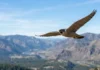 Falcão-peregrino troca penhascos por prédios nas cidades e põe até quatro ovos acima das ruas Falcão peregrino mergulha a mais de 300 km por hora e usa impacto de garras fechadas para nocautear aves