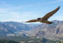 Falcão-peregrino troca penhascos por prédios nas cidades e põe até quatro ovos acima das ruas Falcão peregrino mergulha a mais de 300 km por hora e usa impacto de garras fechadas para nocautear aves