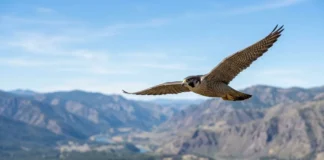 Falcão-peregrino troca penhascos por prédios nas cidades e põe até quatro ovos acima das ruas Falcão peregrino mergulha a mais de 300 km por hora e usa impacto de garras fechadas para nocautear aves