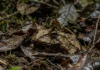 Sapo de chifre enterra o corpo na serrapilheira e aguarda semanas para capturar presas na floresta amazônica Sapo de chifre enterra o corpo na serrapilheira e aguarda semanas para capturar presas na floresta amazônica