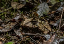 Sapo de chifre enterra o corpo na serrapilheira e aguarda semanas para capturar presas na floresta amazônica Sapo de chifre enterra o corpo na serrapilheira e aguarda semanas para capturar presas na floresta amazônica