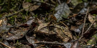 Sapo de chifre enterra o corpo na serrapilheira e aguarda semanas para capturar presas na floresta amazônica Sapo de chifre enterra o corpo na serrapilheira e aguarda semanas para capturar presas na floresta amazônica