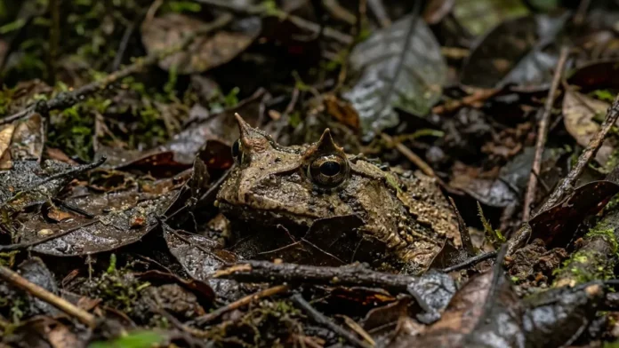 Sapo de chifre enterra o corpo na serrapilheira e aguarda semanas para capturar presas na floresta amazônica Sapo de chifre enterra o corpo na serrapilheira e aguarda semanas para capturar presas na floresta amazônica