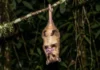 Na floresta amazônica, pelagem lanosa identifica uma cuíca marsupial entre as espécies que vivem nas árvores Cuíca lanosa usa cauda preênsil com ponta nua para sustentar o corpo e liberar patas durante forrageio na Amazônia