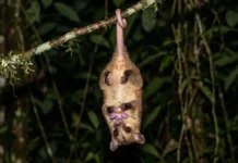 Na floresta amazônica, pelagem lanosa identifica uma cuíca marsupial entre as espécies que vivem nas árvores Cuíca lanosa usa cauda preênsil com ponta nua para sustentar o corpo e liberar patas durante forrageio na Amazônia