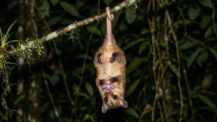 Cuíca lanosa usa cauda preênsil com ponta nua para sustentar o corpo e liberar patas durante forrageio na Amazônia