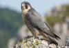 Falcão peregrino dobra asas em mergulho vertical e acerta presas no ar com golpe de garra fechada em punho Falcão peregrino dobra asas em mergulho vertical e acerta presas no ar com golpe de garra fechada em punho