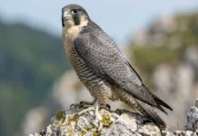 Falcão peregrino dobra asas em mergulho vertical e acerta presas no ar com golpe de garra fechada em punho Falcão peregrino dobra asas em mergulho vertical e acerta presas no ar com golpe de garra fechada em punho