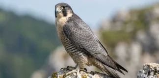 Falcão peregrino dobra asas em mergulho vertical e acerta presas no ar com golpe de garra fechada em punho Falcão peregrino dobra asas em mergulho vertical e acerta presas no ar com golpe de garra fechada em punho