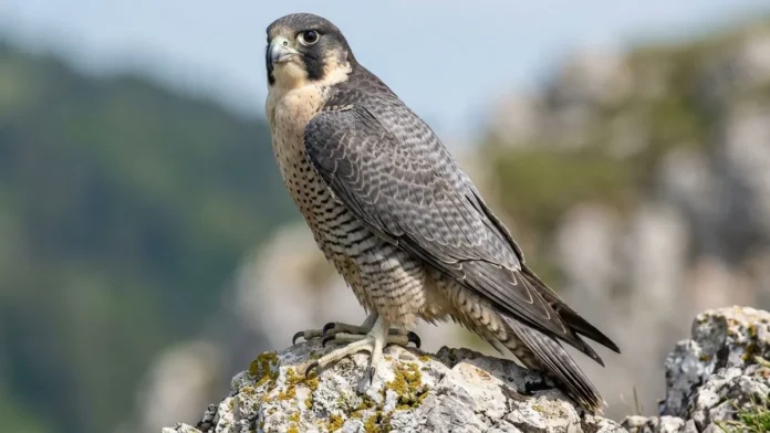 Falcão peregrino dobra asas em mergulho vertical e acerta presas no ar com golpe de garra fechada em punho Falcão peregrino dobra asas em mergulho vertical e acerta presas no ar com golpe de garra fechada em punho
