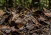 Os chifres do sapo amazônico não são armas, mas tornam a cabeça mais larga e deram nome a um predador de boca enorme Sapo de chifre esconde corpo sob folhiço e aguarda semanas em imobilidade total para capturar roedores na floresta