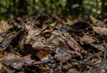 Os chifres do sapo amazônico não são armas, mas tornam a cabeça mais larga e deram nome a um predador de boca enorme Sapo de chifre esconde corpo sob folhiço e aguarda semanas em imobilidade total para capturar roedores na floresta