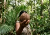 Indígenas recebem por serviços ambientais com Castanha-do-Pará Indígenas recebem por serviços ambientais com Castanha-do-Pará