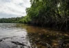 Elevação do Mar altera manguezais na Amazônia Mexicana: Migração Forçada e Conflitos Crescentes Elevação do Mar altera manguezais na Amazônia Mexicana: Migração Forçada e Conflitos Crescentes