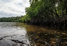 Elevação do Mar altera manguezais na Amazônia Mexicana: Migração Forçada e Conflitos Crescentes Elevação do Mar altera manguezais na Amazônia Mexicana: Migração Forçada e Conflitos Crescentes