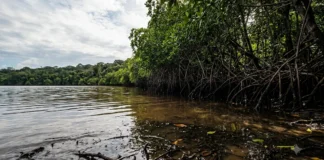 Elevação do Mar altera manguezais na Amazônia Mexicana: Migração Forçada e Conflitos Crescentes Elevação do Mar altera manguezais na Amazônia Mexicana: Migração Forçada e Conflitos Crescentes
