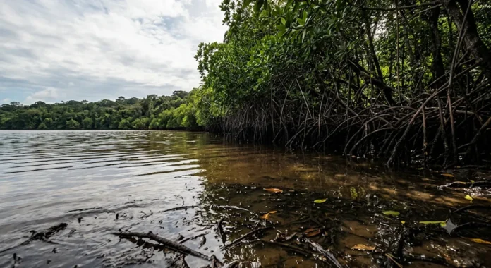 Elevação do Mar altera manguezais na Amazônia Mexicana: Migração Forçada e Conflitos Crescentes