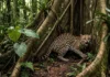 Doenças de pets ameaçam felinos selvagens na América Latina Doenças de pets ameaçam felinos selvagens na América Latina