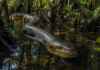 A sucuri mais desconhecida da Amazônia vive na região de Marajó e quase nunca aparece nas histórias sobre serpentes gigantes