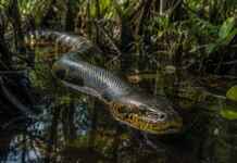 A sucuri mais desconhecida da Amazônia vive na região de Marajó e quase nunca aparece nas histórias sobre serpentes gigantes