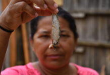 Panará já conheciam esta árvore na Amazônia; agora, após inventário de quase 15 mil seres vivos, cientistas investigam se ela é uma nova espécie Solo milenar criado por indígenas pode revolucionar reflorestamento