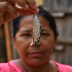 Panará já conheciam esta árvore na Amazônia; agora, após inventário de quase 15 mil seres vivos, cientistas investigam se ela é uma nova espécie Solo milenar criado por indígenas pode revolucionar reflorestamento
