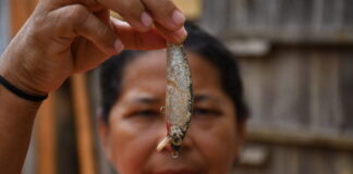 Panará já conheciam esta árvore na Amazônia; agora, após inventário de quase 15 mil seres vivos, cientistas investigam se ela é uma nova espécie Solo milenar criado por indígenas pode revolucionar reflorestamento