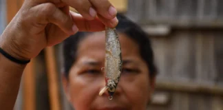 Panará já conheciam esta árvore na Amazônia; agora, após inventário de quase 15 mil seres vivos, cientistas investigam se ela é uma nova espécie Solo milenar criado por indígenas pode revolucionar reflorestamento