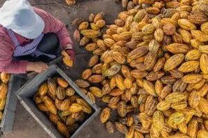 Acordo Mercosul-UE acelera exigência por rastreabilidade no agro