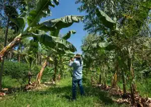 Acordo Mercosul-UE acelera exigência por rastreabilidade no agro