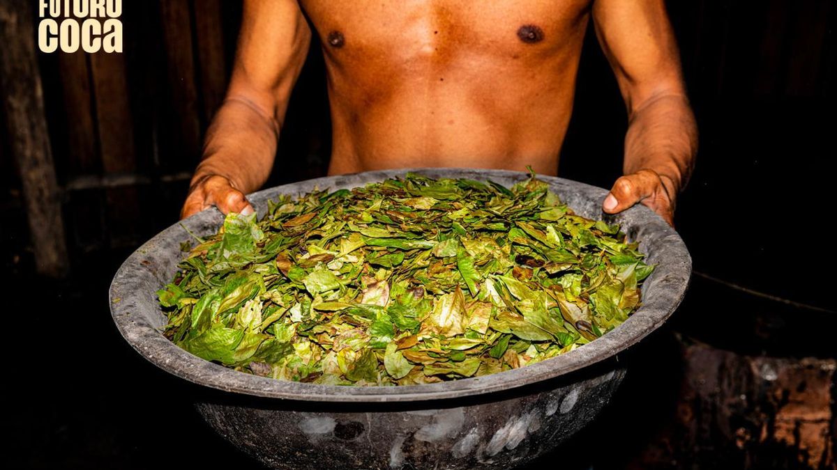 Cocaína supera ouro na Amazônia: R$ 30 bi anuais impulsionam crime 1 Cocaína supera ouro na Amazônia: R$ 30 bi anuais impulsionam crime