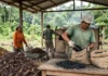 Biochar: Resíduos amazônicos podem virar ouro verde na lavoura Biochar: Resíduos amazônicos podem virar ouro verde na lavoura