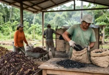 Biochar: Resíduos amazônicos podem virar ouro verde na lavoura Biochar: Resíduos amazônicos podem virar ouro verde na lavoura