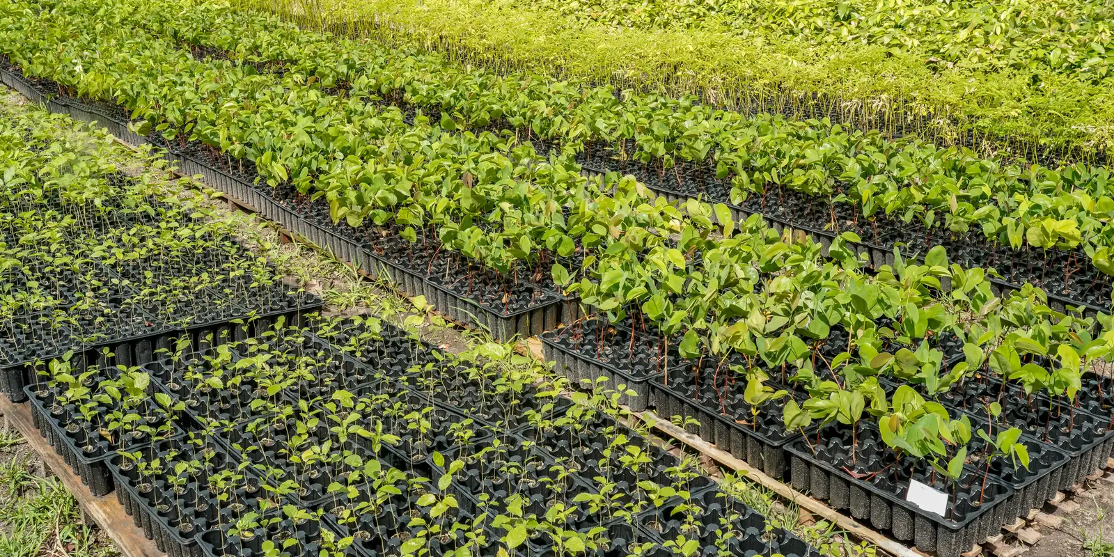 Casal revoluciona o reflorestamento com mudas nativas da Amazônia
