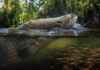 O peixe amazônico que precisa “tomar ar” também constrói um ninho e pode deixar o pai responsável pelos filhotes