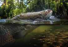 O peixe amazônico que precisa “tomar ar” também constrói um ninho e pode deixar o pai responsável pelos filhotes