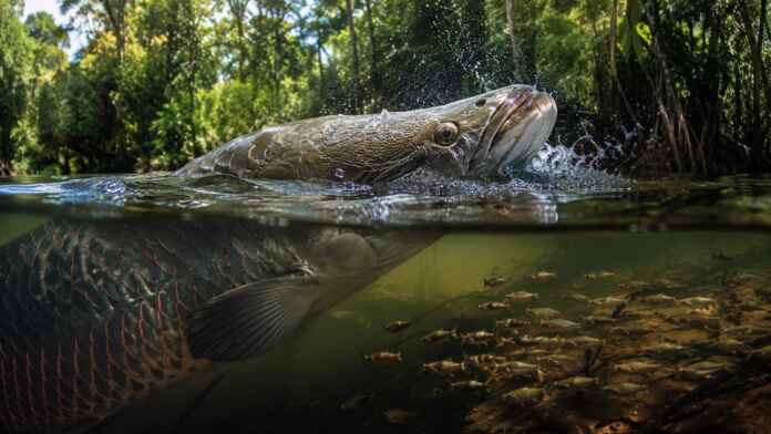 peixe-amazonia
