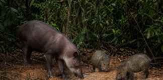 O segredo dos barrancos de sal que reúne antas, macacos e porcos-do-mato na Amazônia