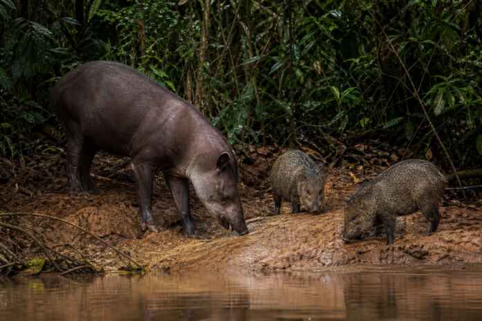 01-barreiro-anta-queixada-amazonia