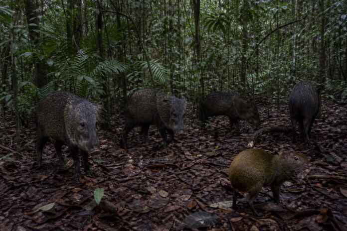 01-defaunacao-comportamento-animais-amazonia