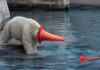 Filhote de urso-polar Momota brinca com cone de trânsito em aquário no Japão.