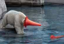 Este filhote de urso-polar em um aquário japonês transformou um cone de trânsito em seu brinquedo favorito Filhote de urso-polar Momota brinca com cone de trânsito em aquário no Japão.