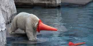 Este filhote de urso-polar em um aquário japonês transformou um cone de trânsito em seu brinquedo favorito Filhote de urso-polar Momota brinca com cone de trânsito em aquário no Japão.