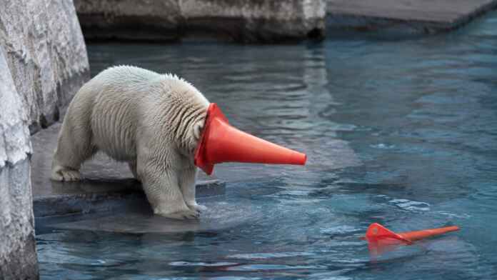 01-filhote-urso-polar-cone-transito Filhote de urso-polar Momota brinca com cone de trânsito em aquário no Japão.