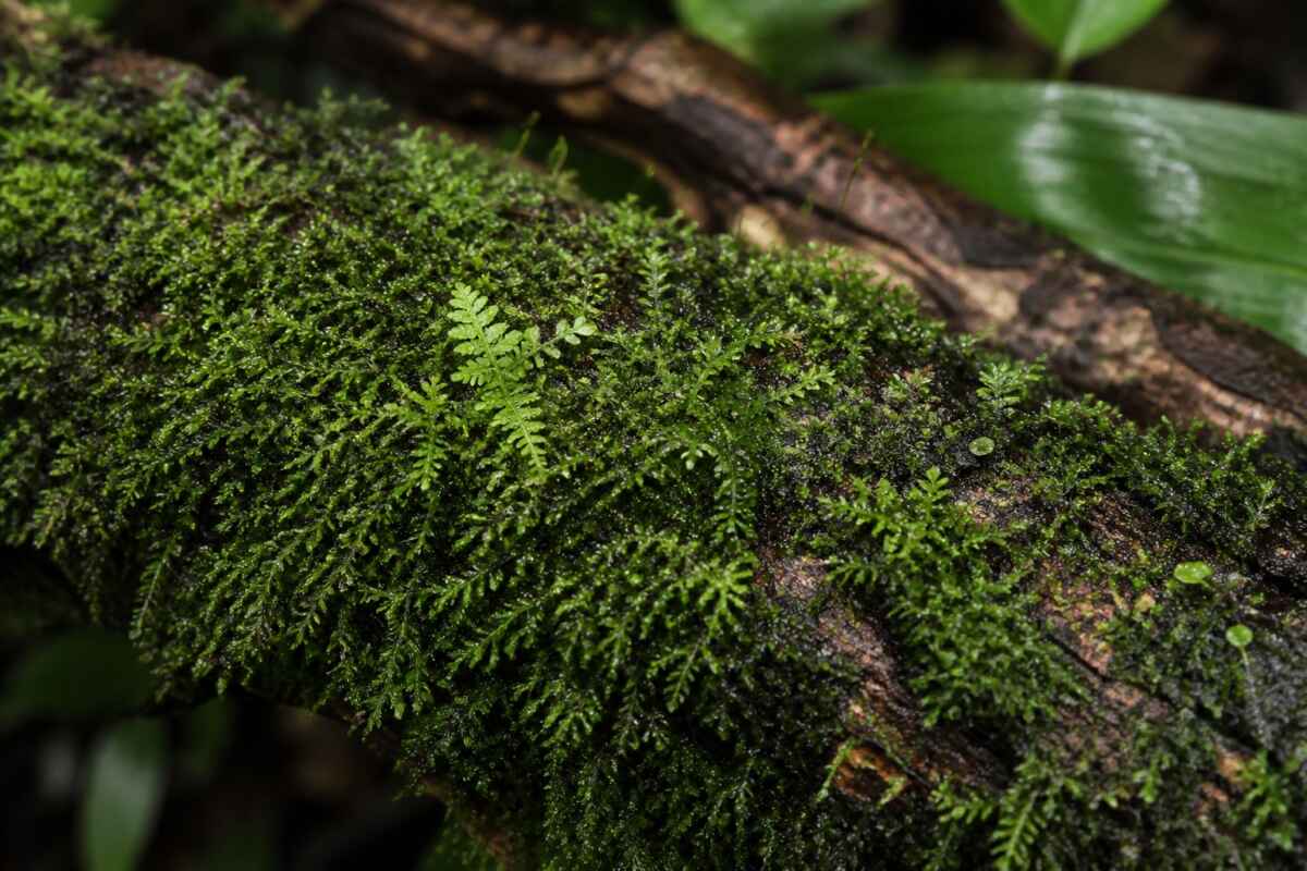 01 moss dna amapa biodiversidade