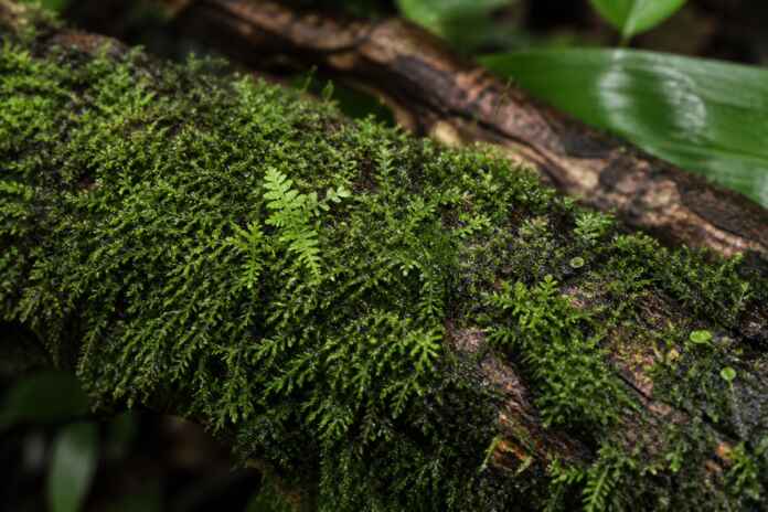 01-moss-dna-amapa-biodiversidade