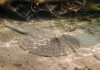 Quatro raias que pareciam uma só foram separadas pela ciência e cada espécie ficou restrita a um grande rio amazônico de águas claras