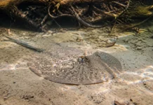 Quatro raias que pareciam uma só foram separadas pela ciência e cada espécie ficou restrita a um grande rio amazônico de águas claras