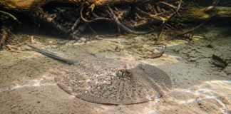 Quatro raias que pareciam uma só foram separadas pela ciência e cada espécie ficou restrita a um grande rio amazônico de águas claras