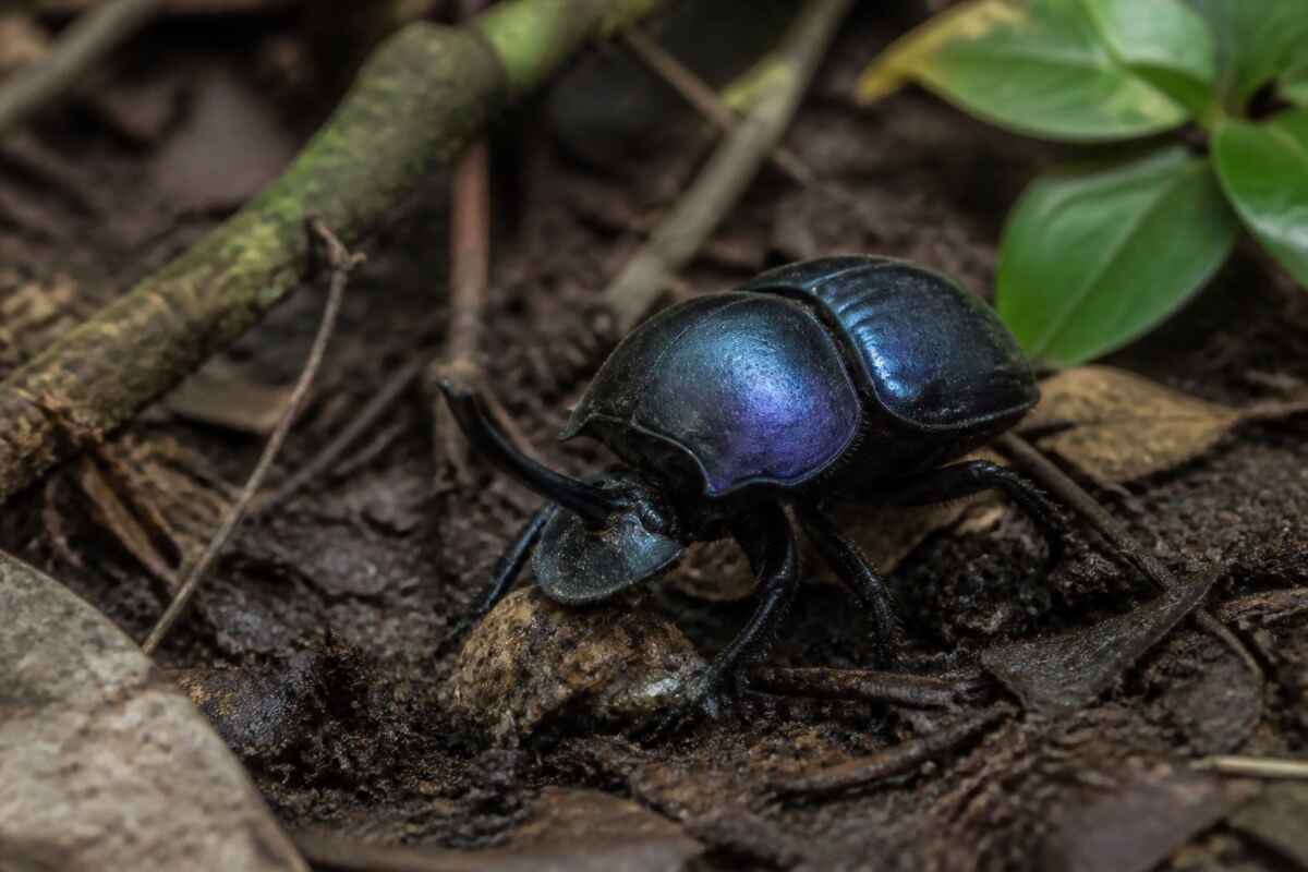 02 besouro carcaca decomposicao amazonia